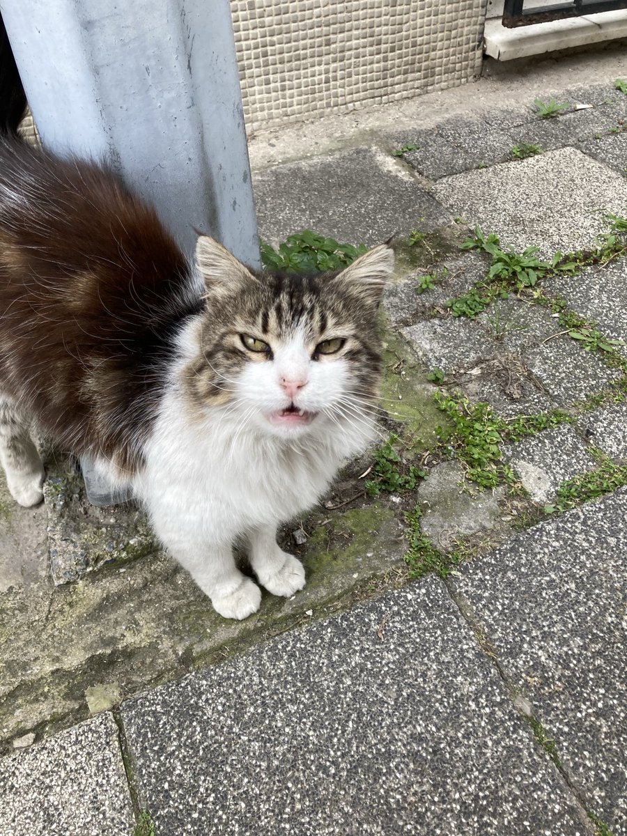 Habiş & Bubu tweet media