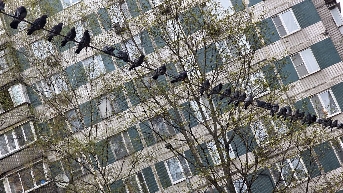 Ультравасилий и кот 𝕏 tweet media