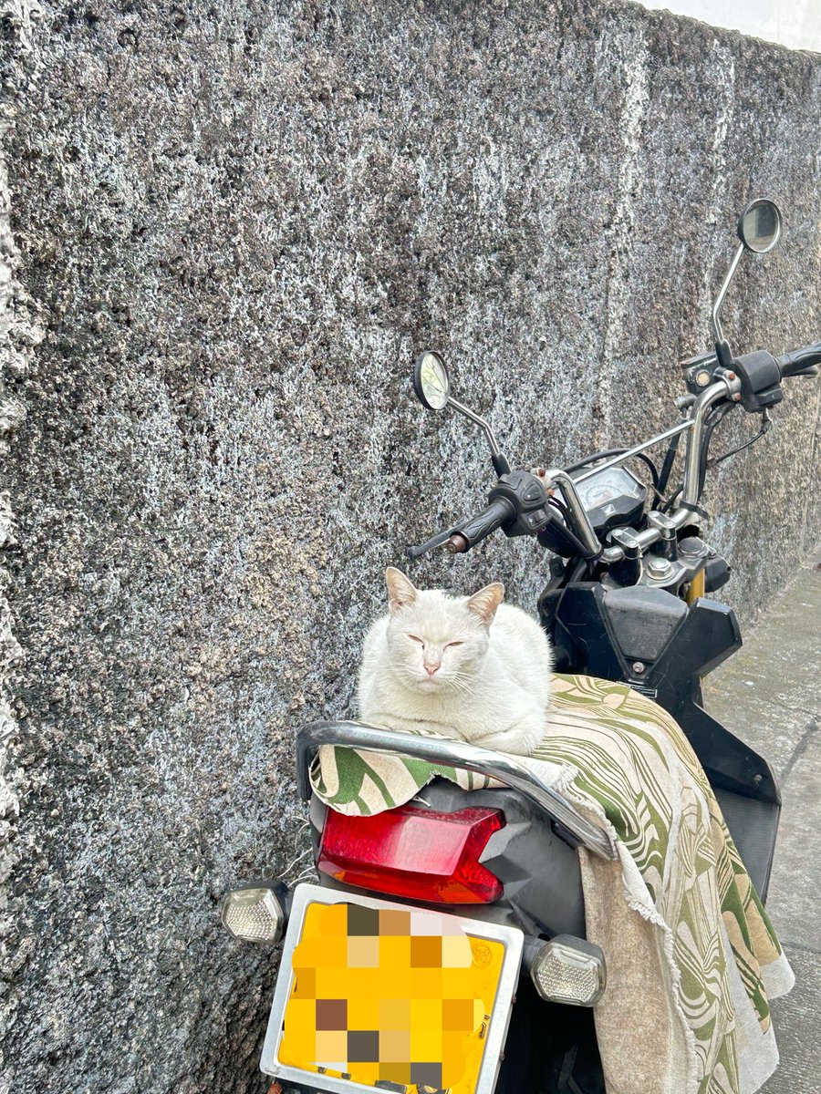 🐱