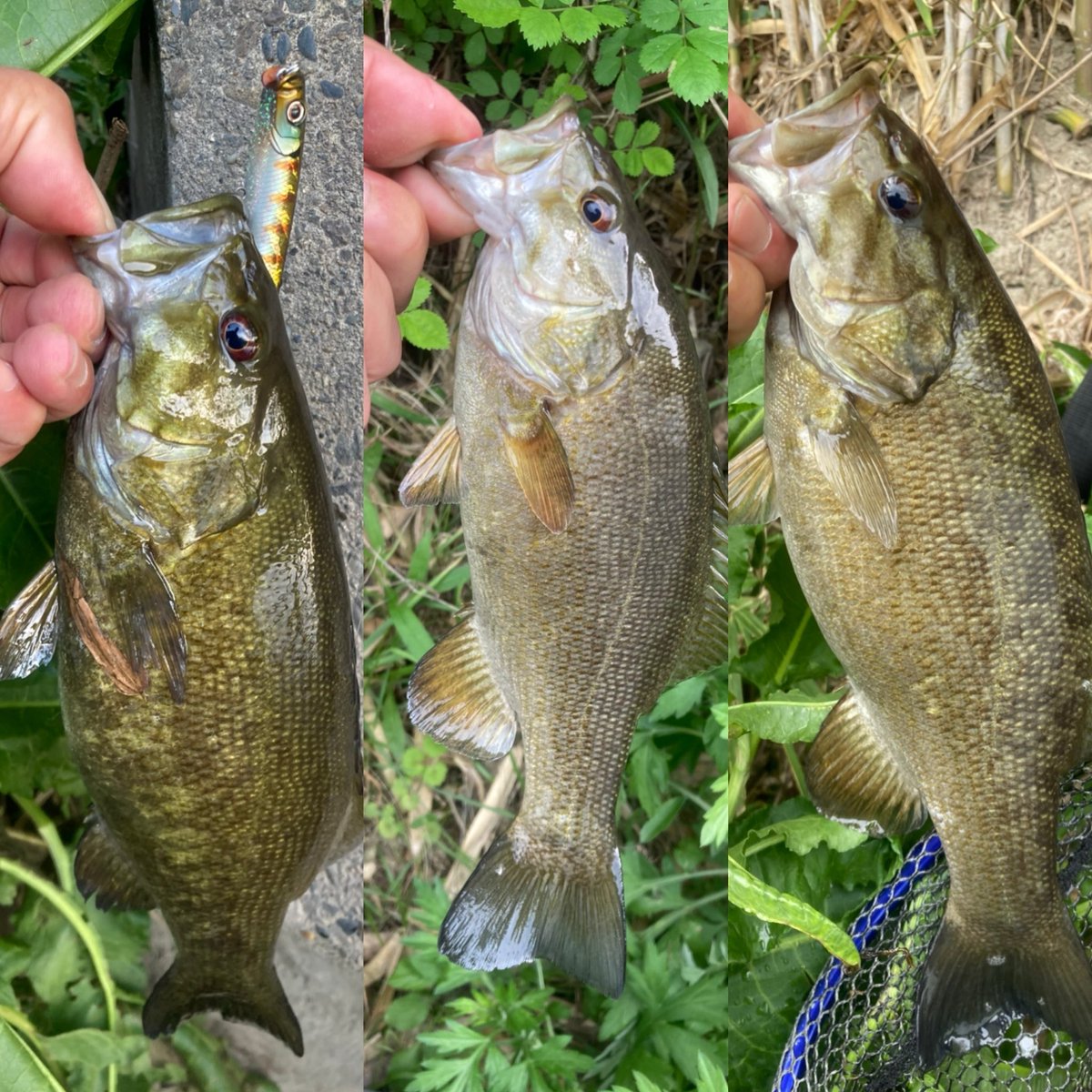 電撃ゴルゴ tweet media