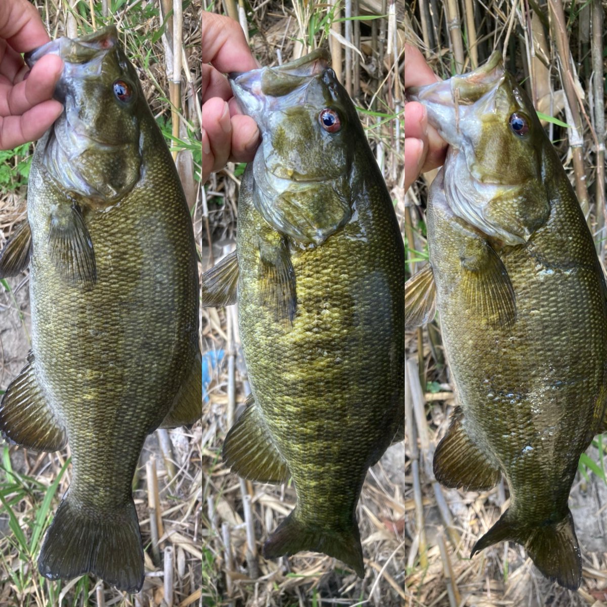 電撃ゴルゴ tweet media