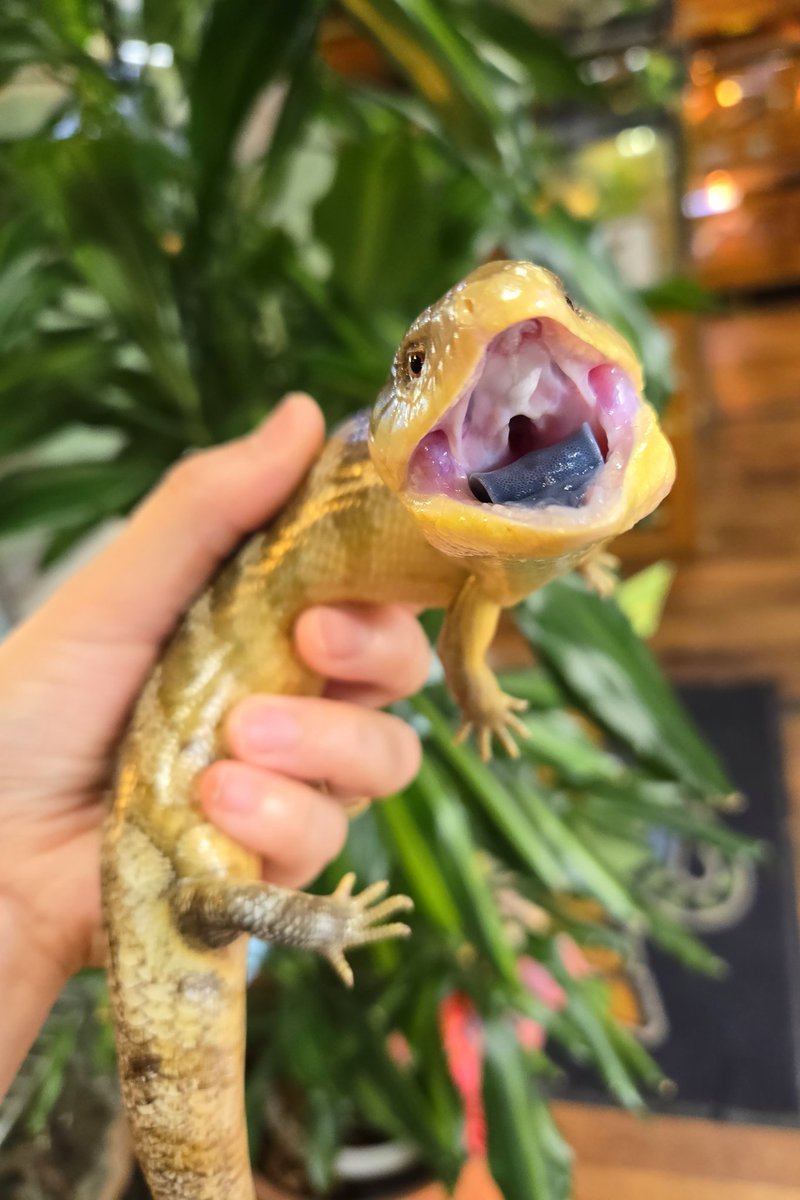 爬虫類専門店【𝙳𝙸𝚉𝚉𝚈 𝙿𝙾𝙸𝙽𝚃】東京第002225 tweet media