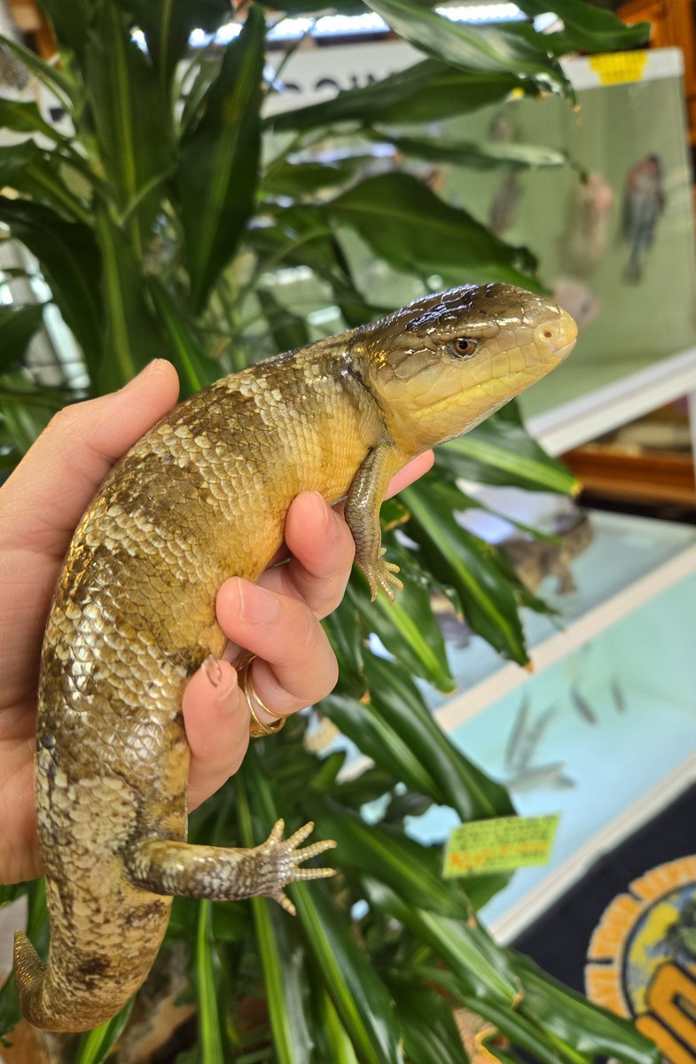 爬虫類専門店【𝙳𝙸𝚉𝚉𝚈 𝙿𝙾𝙸𝙽𝚃】東京第002225 tweet media
