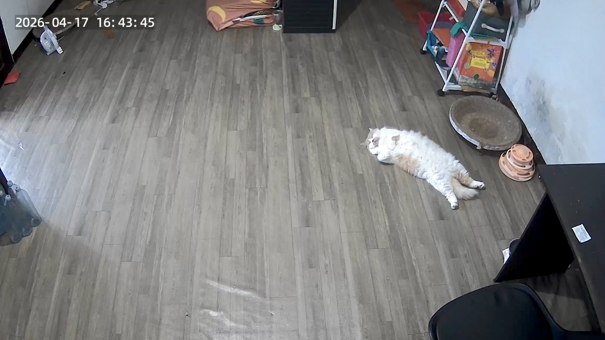 Mocca & M Family 🐱 tweet media