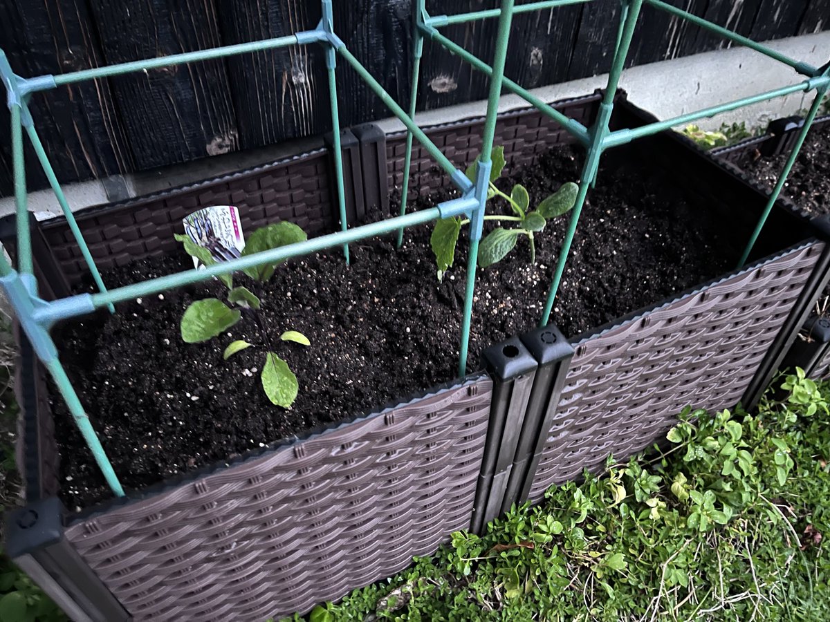 庭にいるルチン tweet media