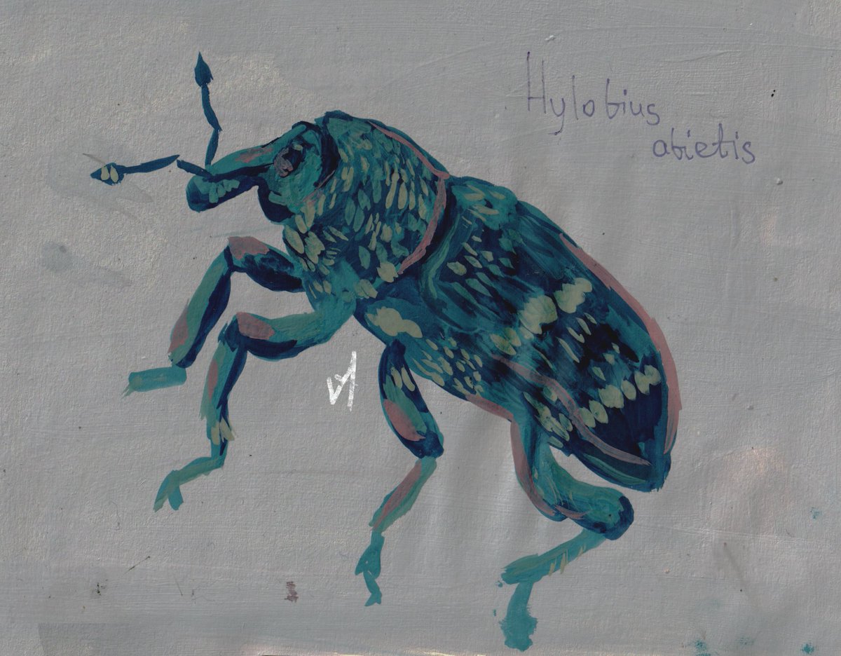 🇺🇦Пан Вільха🪲 tweet media