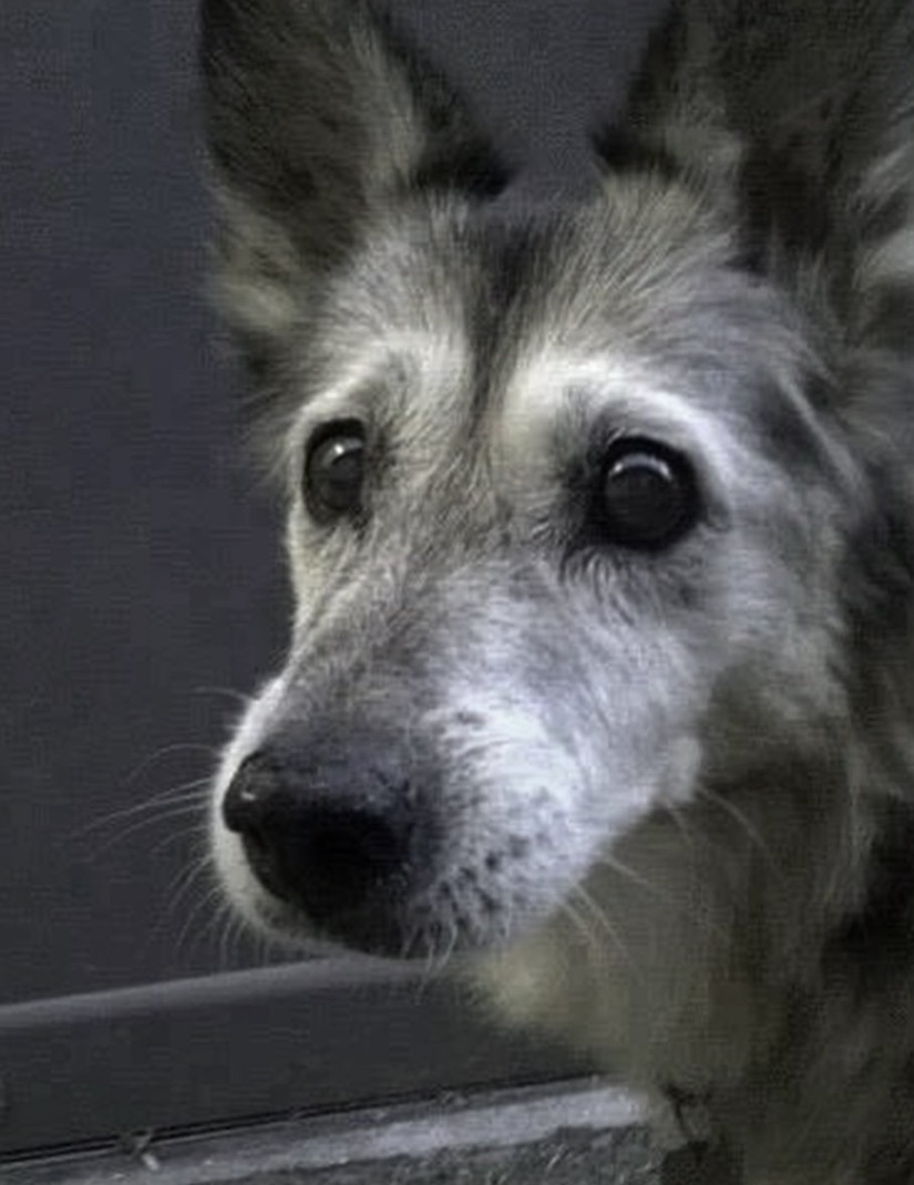 The Four Hearts tweet media