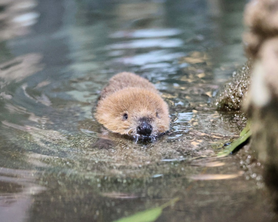 やまこじ tweet media