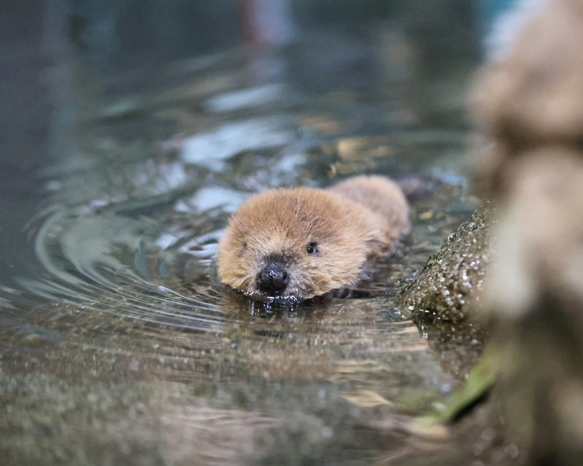 やまこじ tweet media