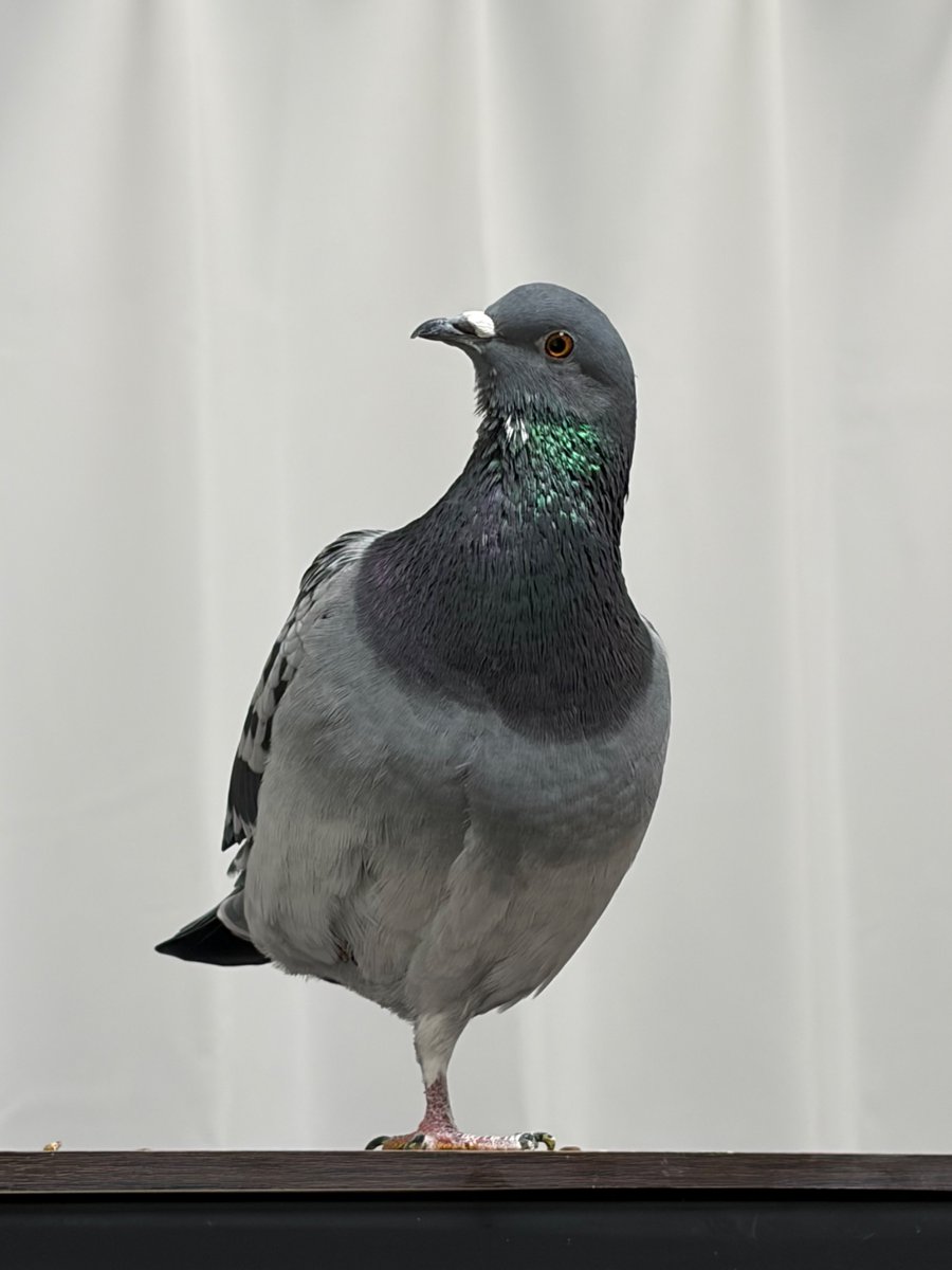 鳩村うさぽ🥖🥐🐦💕🍜 tweet media