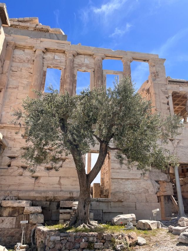 HomerPavlos's tweet photo. The olive tree on the Acropolis is said to have existed for centuries, as a sacred symbol of the city and its civilization.  

"When the Persians burned Athens, the olive tree was burned, but on the same day it was burned, it grew back to a height of two cubits."   
(Pausanias, Description of Greece 1.27.1.)  

Some poor Arcadians approached the Persians and asked for work. They were presented to Xerxes, who used to gather information himself. So he asks them:  

- "What are the Greeks doing?"  

- "They are watching the gymnastic and equestrian contests that are now taking place in Olympia," they reply.  

- "And what is the prize for the winners?" Xerxes asks.  

- "They give them a wreath made from an olive branch," the Arcadians respond again.  

When Tritantaechmes, son of Artabanus, heard that the prize was not money but only a wreath, he couldn't hold back, stood up, and in front of everyone shouted to Mardonius the famous words:  

- "Oh! Oh! Mardonius, against what kind of men have you brought us to fight, who compete not for money, but for virtue?" 
(Herodotus' Histories, 8, 26-27)