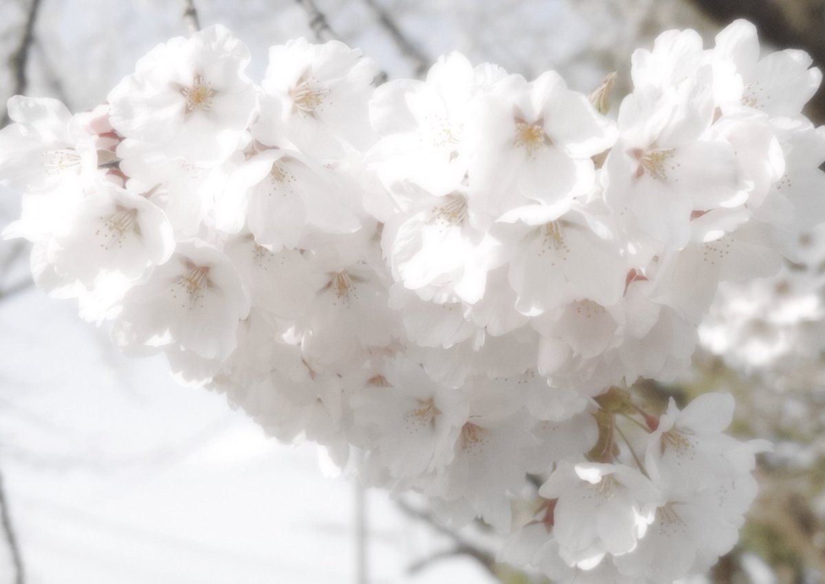 ْ memin tweet media