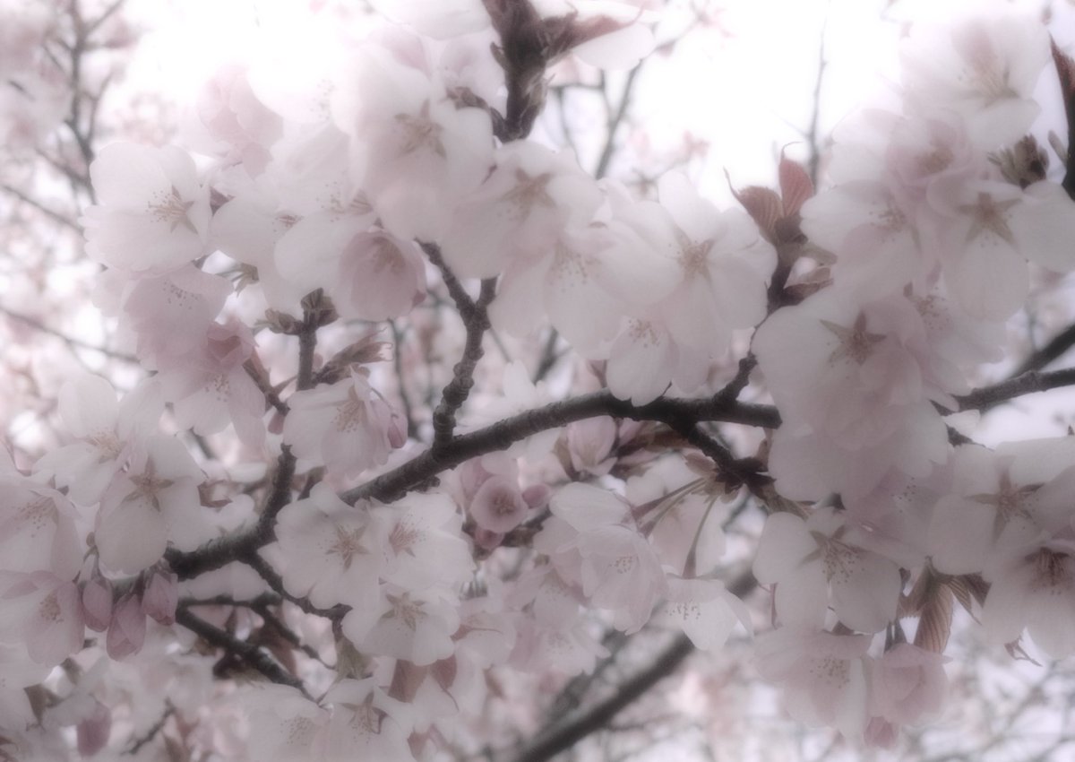 ْ memin tweet media