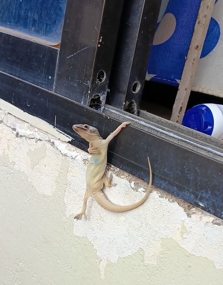 Ketawa itu GRATIS 🛩 tweet media