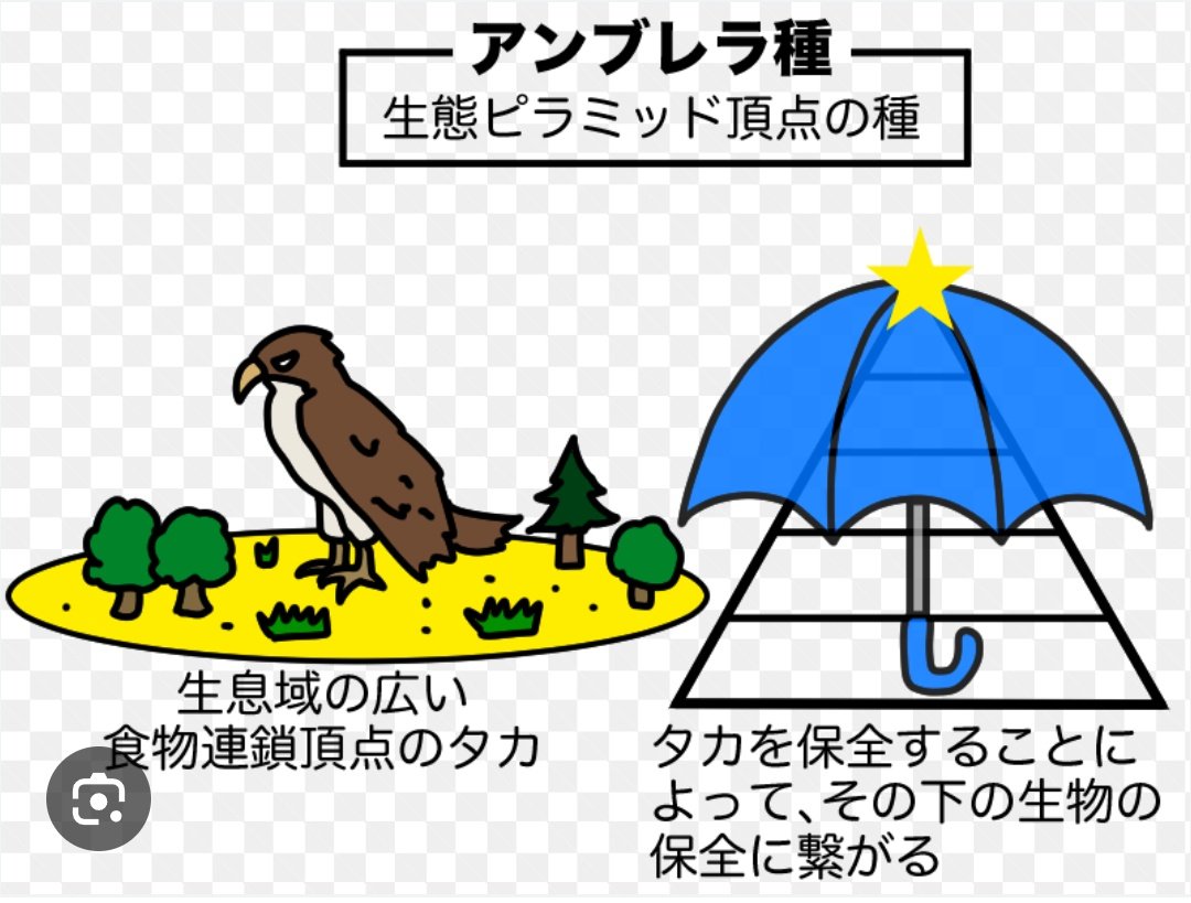 タガメスキー tweet media