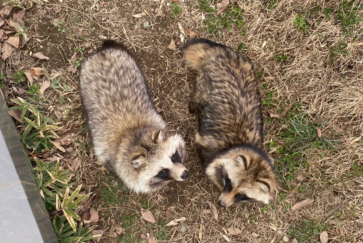 昨日の18:09～「NBSみんなの信州」内の「わが家のアイドル」コーナーにて、マミレさんとうるるくんを紹介していただきました✨
（すっかり告知を忘れており、申し訳ございません…）

YouTubeの方で動画をあげていただいております！ぜひご覧ください🙇‍♀️
youtu.be/jl7S62yFj_c?si…

#小鳥と小動物の森