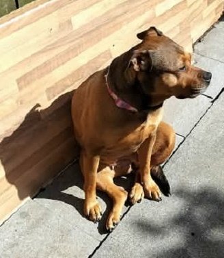 SeniorStaffy's tweet image. Nya update from her fabulous fosty mum...
NYA  was enjoying some sunshine and then "Hello Fosty that be the Tweetos tin I heard rattling ? ! " 🐾🐾 💕😅

She's still looking for her pawfect furever home, apply here....
seniorstaffyclub.co.uk/adopt-a-staffy… #teamzay #AdoptDontShop #rescuedog