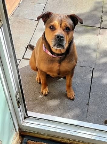 SeniorStaffy's tweet image. Nya update from her fabulous fosty mum...
NYA  was enjoying some sunshine and then "Hello Fosty that be the Tweetos tin I heard rattling ? ! " 🐾🐾 💕😅

She's still looking for her pawfect furever home, apply here....
seniorstaffyclub.co.uk/adopt-a-staffy… #teamzay #AdoptDontShop #rescuedog