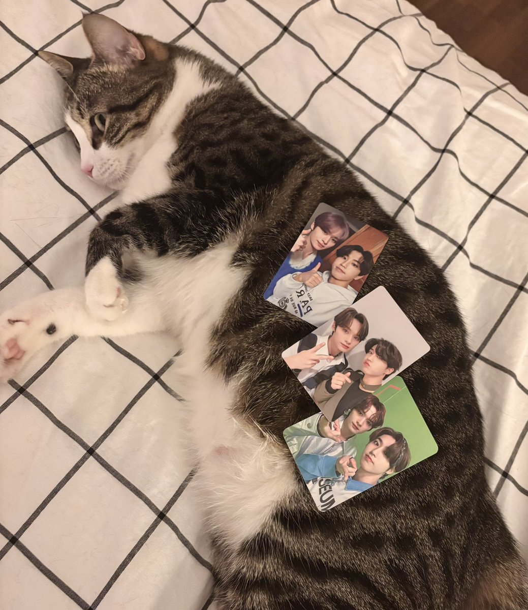 things that could be minsung tweet media