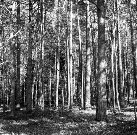 ‘A Norwegian Tourist’ by Lasse Tur tweet media