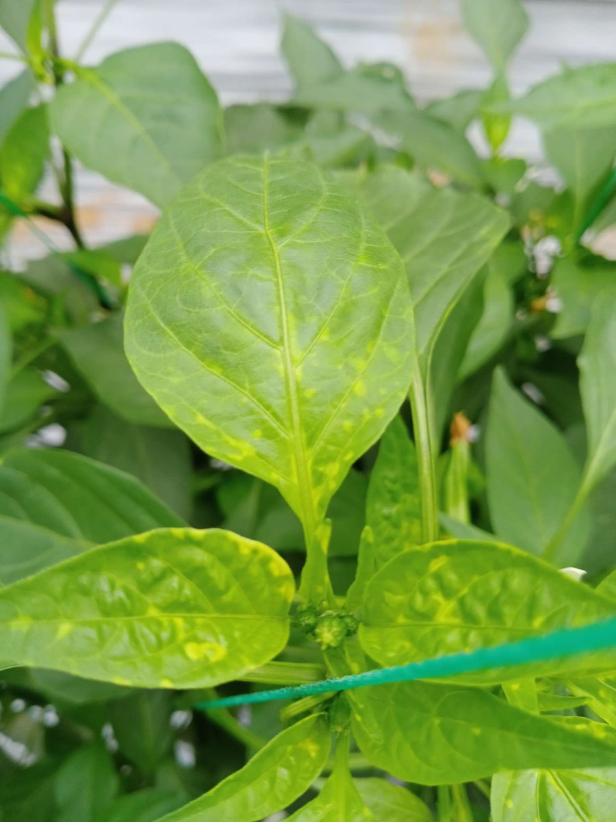 bernard cyrielle tweet media