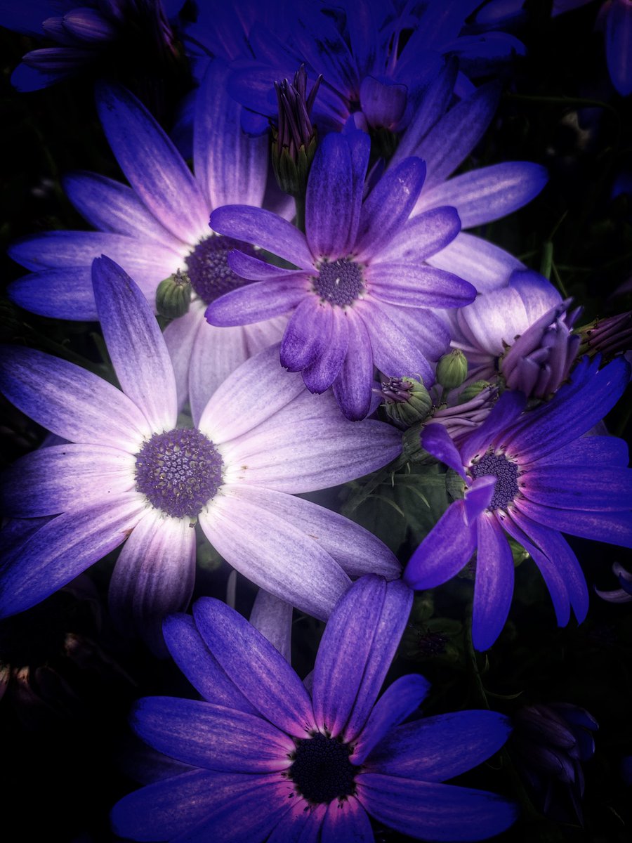 Delweddauimages's tweet image. Pericallis #springbloom #spring #bloom #flower #365Project 
#photography
#findyourepic
#Welshphotography
#iphone
Visit delweddauimages.co.uk