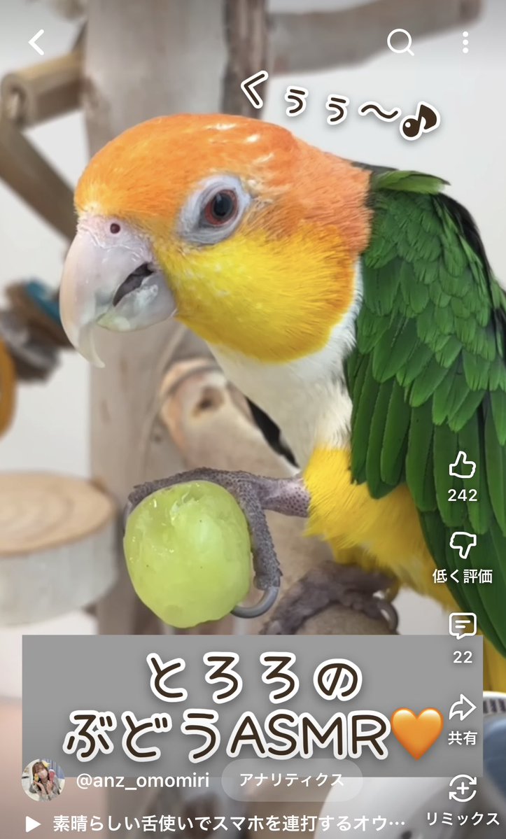 anz_omomiri's tweet image. 【鳥ASMR】喉を鳴らしながらぶどうを食べる音が気持ちよすぎる...🦜🍇 #asmr #parrot youtube.com/shorts/NXTysyD… 

＼　本日はショート動画更新🆙　／
最大音量で聴いて幸せになってね......🎧

#シロハラインコ