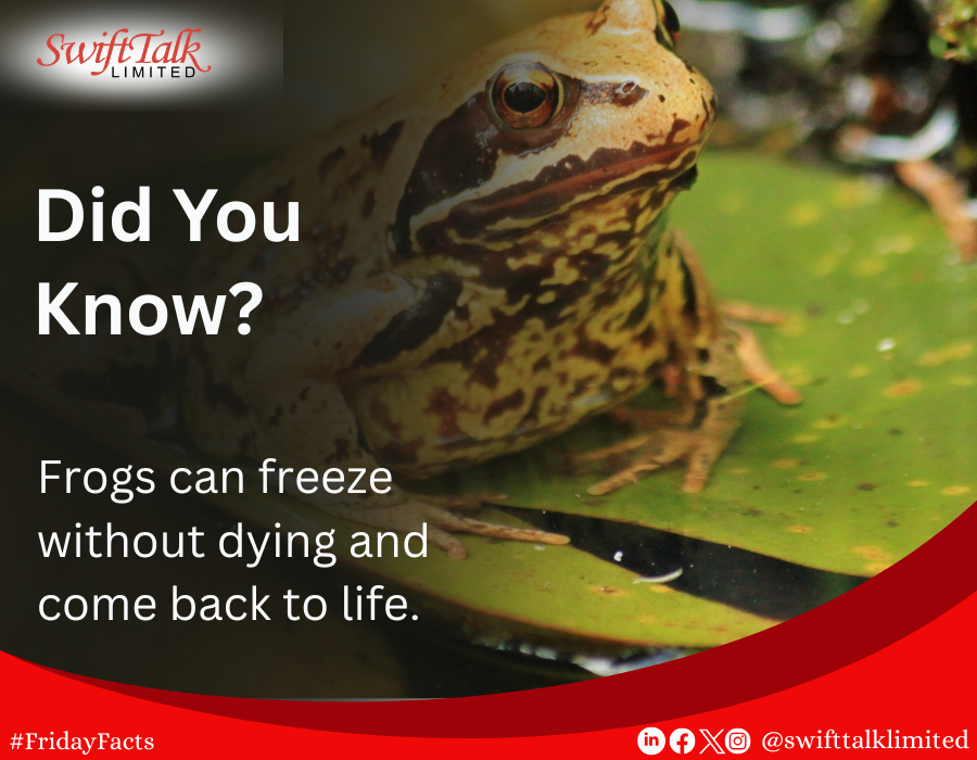 SwiftTalkLtd's tweet image. DID YOU KNOW?

Frogs can freeze without dying and come back to life.  

#InternetServiceProvider
#Fridayfact
#Internet
#SwiftTalkLimited