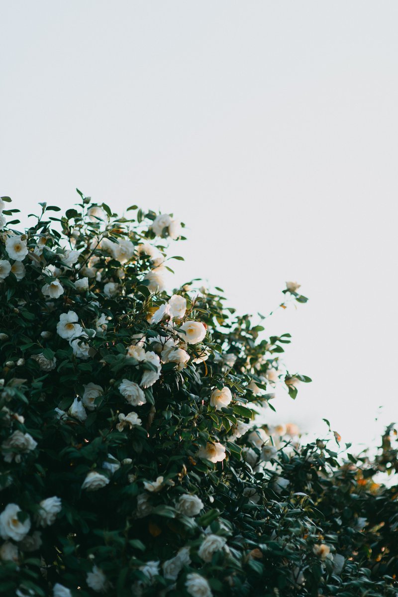 アキモト tweet media