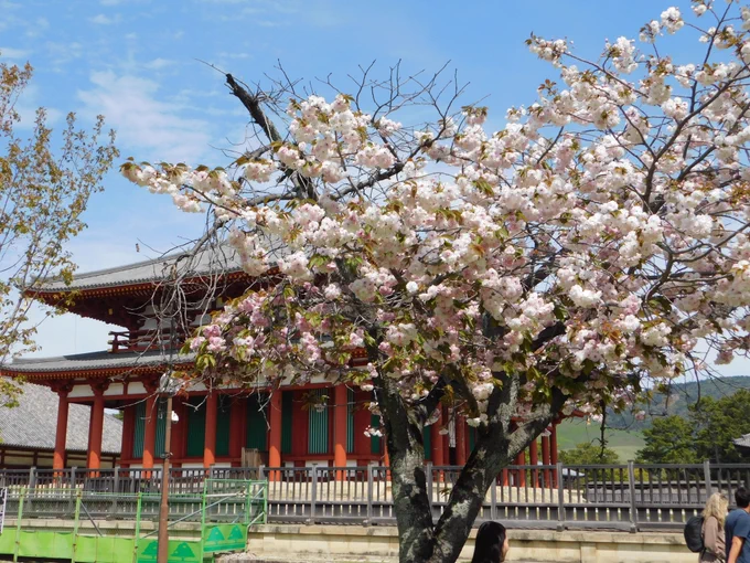 今日も八重桜を眺めてきました。 I went to see the double cherry blossoms in Nara Park.