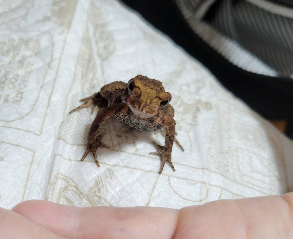 うぱまる tweet media