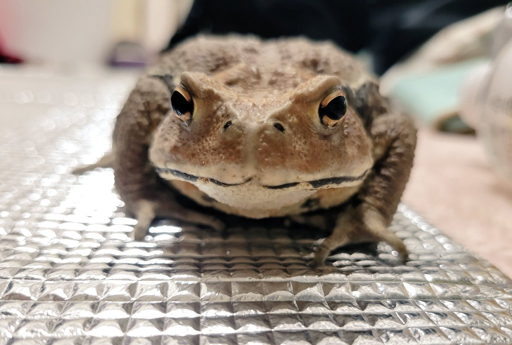 うぱまる tweet media