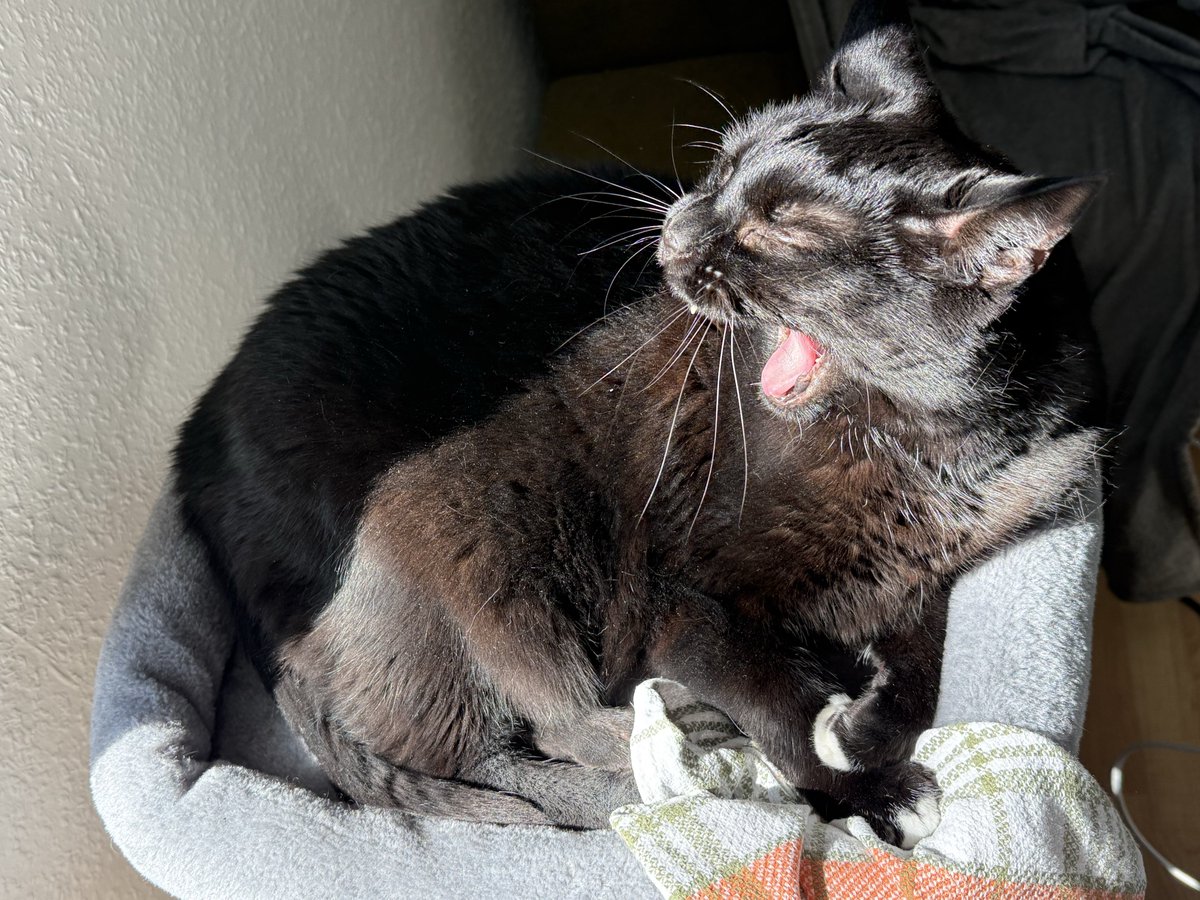 🌻 yona - bmi hater 🌻 tweet media