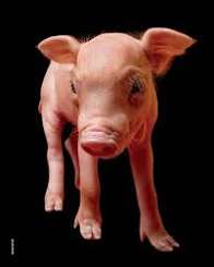 1day 1meme (bangmame) tweet media