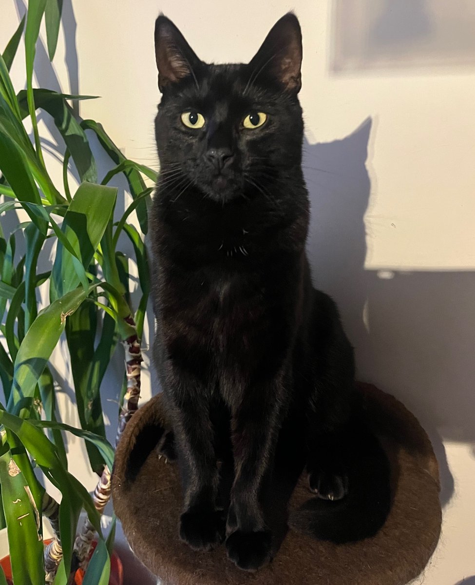 Citrinitas tweet media