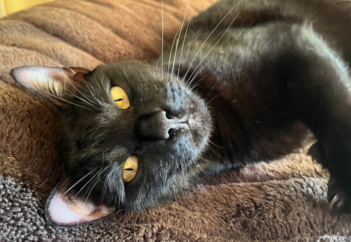 Citrinitas tweet media