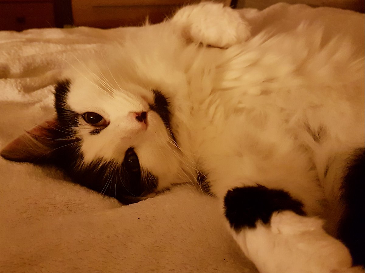 Citrinitas tweet media