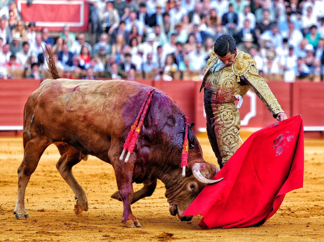 asantiagoloro's tweet photo. La mejor decisión en la vida de Morante fue desdecirse de lo del 12 de octubre.
Fotos: @LancesMaestranz https://t.co/JLNUNQwzQu