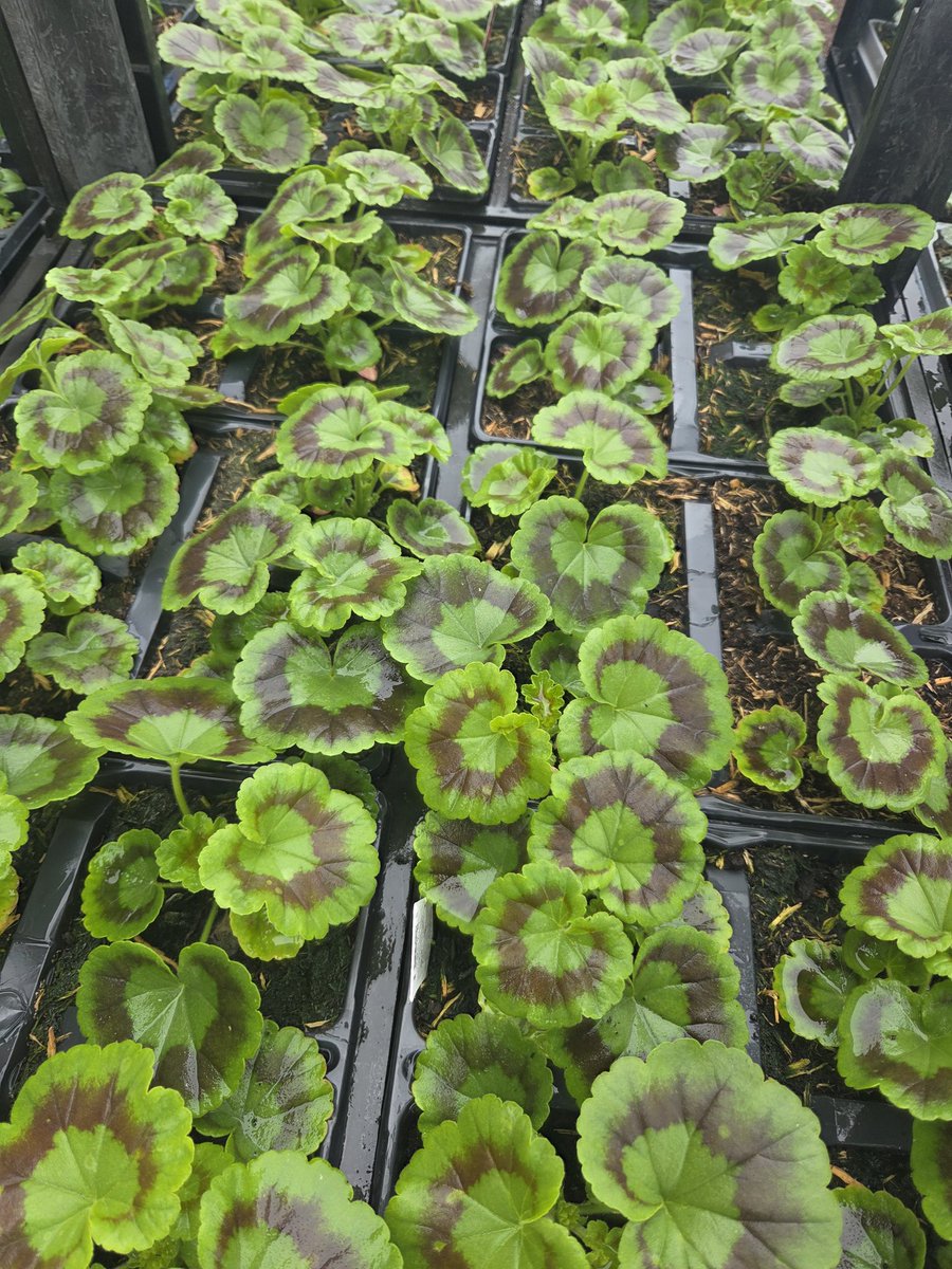 WeaverHardware's tweet image. 🌷🌸 So our 2026 Bedding &amp;amp; Pot plant season starts today!! 🌸🌷

Over the next couple of weeks the range will grow &amp;amp; is ready for all our green fingered people! 

Full stocked on a great selection of compost &amp;amp; great deals!

#supportlocal #shoplocal #plantsmakepeoplehappy 🌿🪴