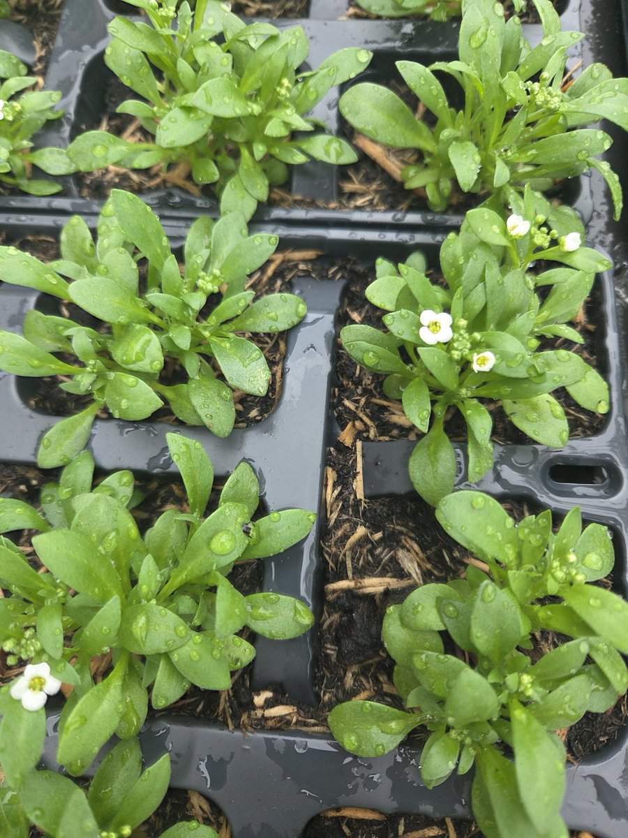 WeaverHardware's tweet image. 🌷🌸 So our 2026 Bedding &amp;amp; Pot plant season starts today!! 🌸🌷

Over the next couple of weeks the range will grow &amp;amp; is ready for all our green fingered people! 

Full stocked on a great selection of compost &amp;amp; great deals!

#supportlocal #shoplocal #plantsmakepeoplehappy 🌿🪴