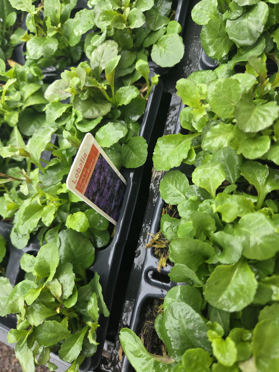 WeaverHardware's tweet image. 🌷🌸 So our 2026 Bedding &amp;amp; Pot plant season starts today!! 🌸🌷

Over the next couple of weeks the range will grow &amp;amp; is ready for all our green fingered people! 

Full stocked on a great selection of compost &amp;amp; great deals!

#supportlocal #shoplocal #plantsmakepeoplehappy 🌿🪴