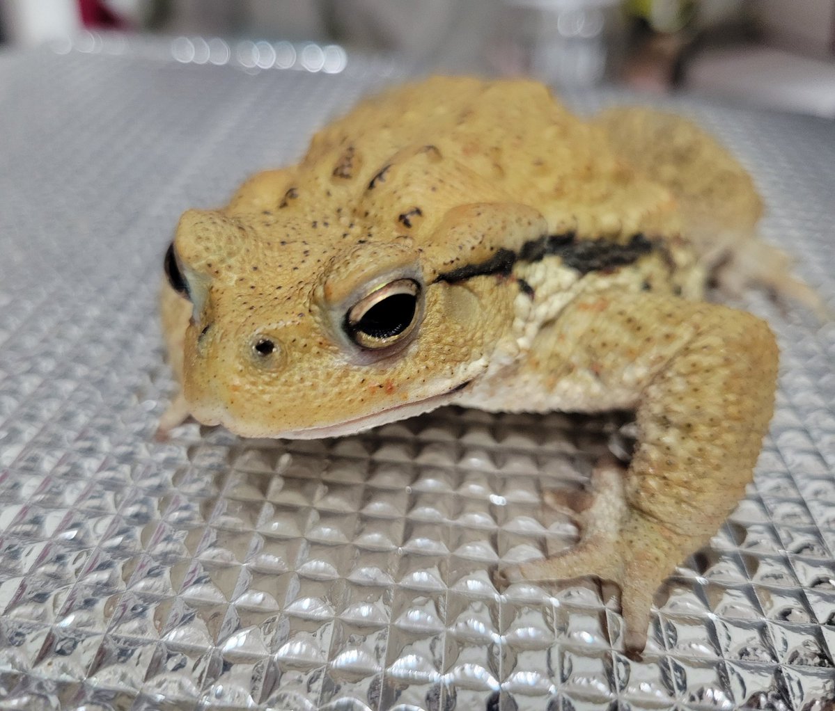 うぱまる tweet media