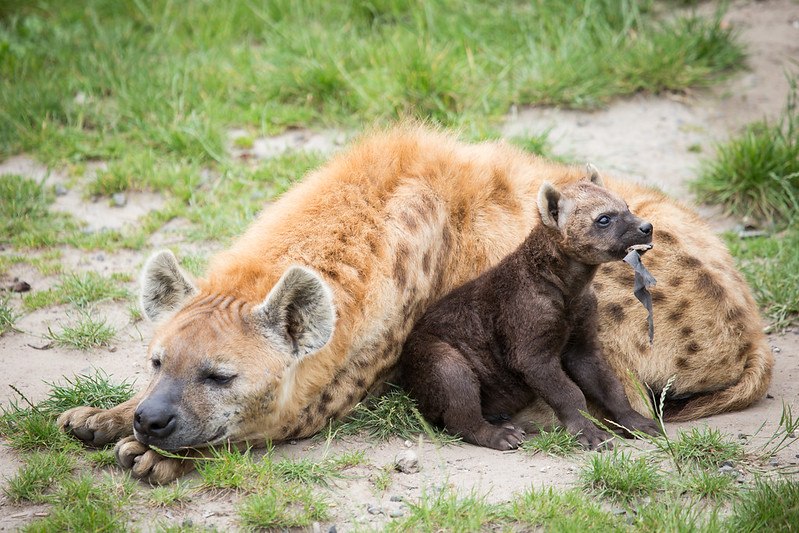 HourlyYeen tweet media