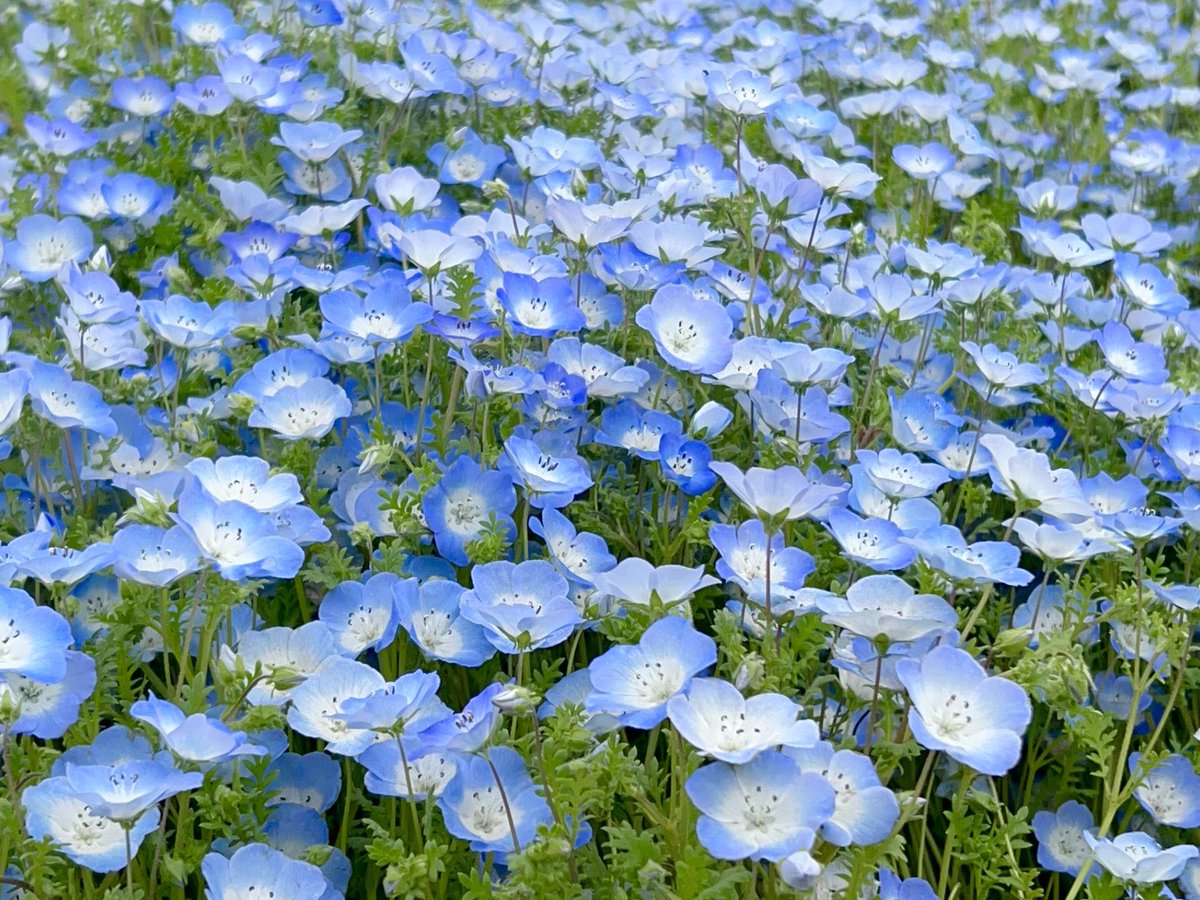 Rukachi__89's tweet photo. 🌼🐝

先日、国営昭和記念公園に行ってきました🚃𓈒𓂂𓏸
菜の花、ネモフィラ、チューリップ、ポピー、、などなど
エリアごとに一面お花だらけでとっても素敵でした⸜🌷︎⸝‍
カメラ持っていけばよかったなぁ📸💭 https://t.co/djmwBbSBAd