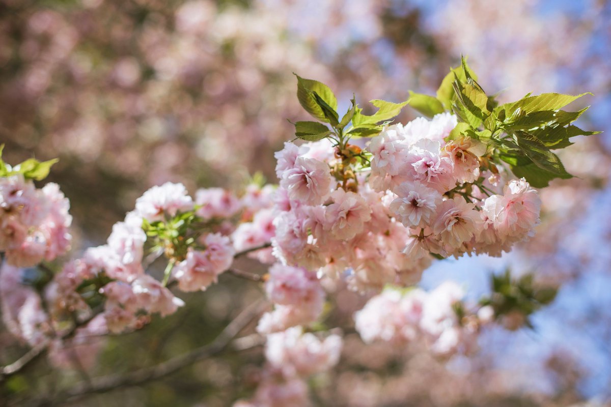 OtsukiCosplay's tweet photo. 【猿橋公園の八重桜が見頃です🌸】
ソメイヨシノは葉桜になっている場所が多いですが、八重桜が見頃を迎えています✨
桜といえばピンク色の花びらが特徴ですが、
猿橋公園では「御衣黄（ぎょいこう）」という緑の花びらの八重桜も見ることができます👀
本数は多くありませんが、まだ桜の撮影できます🙌 https://t.co/2xDNEiSyQb