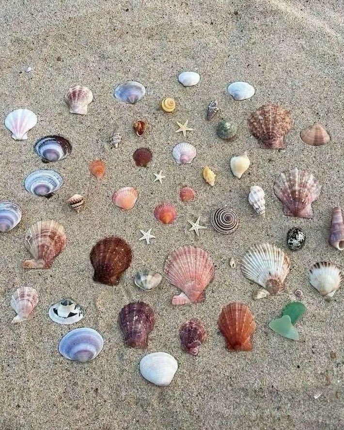 lunecrumbss's tweet photo. seashells — the ocean’s jewelry https://t.co/d59X3CkFw9