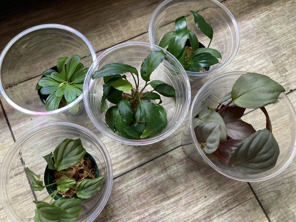 Aqua plus+ tweet media