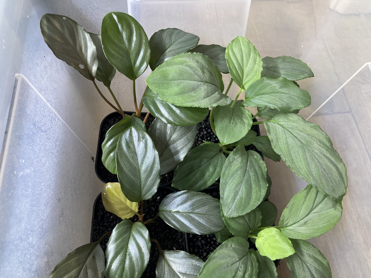 Aqua plus+ tweet media