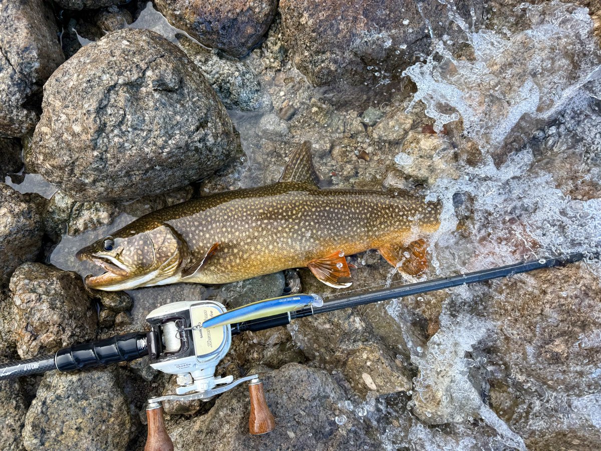 Shota Jenkins tweet media