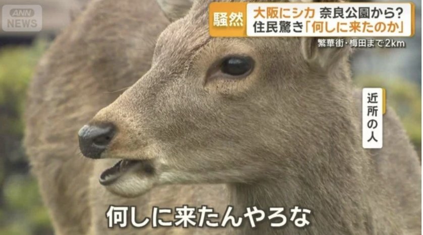 どうやったら高市を辞めさせれるの！

選挙で勝てば？w

って返されるの気づかないのか気づいててもやめられない人達
ほんまに頭大丈夫なんかな(´・ω・｀)